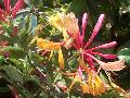 Mardi Gras Goldflame Honeysuckle / Lonicera hookeri 